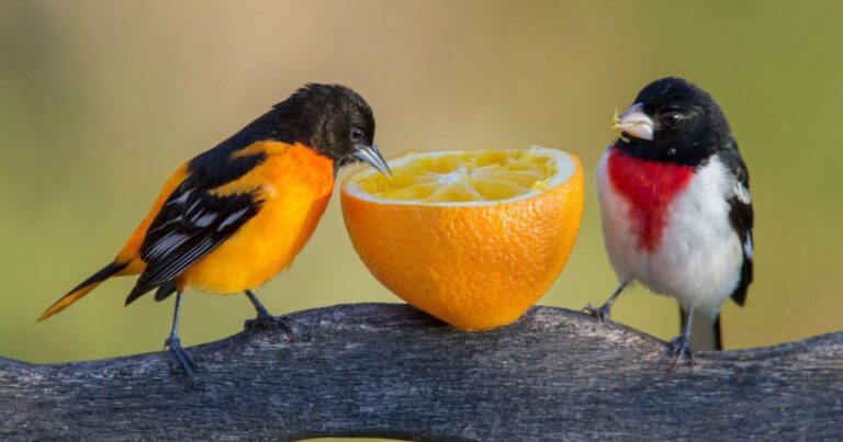 Best Bird Food To Attract Colorful Birds
