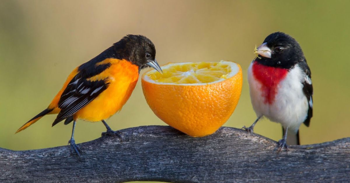 Best Bird Food To Attract Colorful Birds