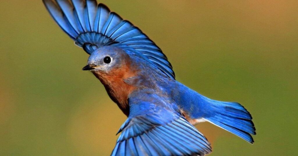 Bluebirds