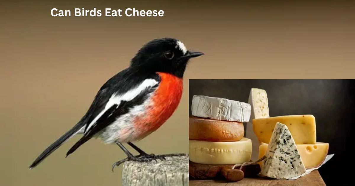 Can Birds Eat Cheese