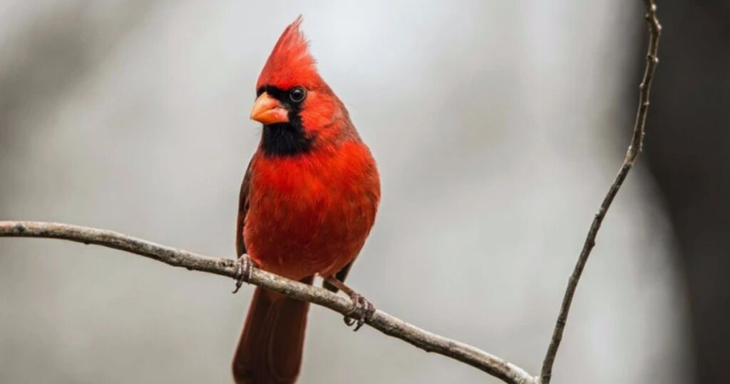 What Does Seeing a Cardinal Mean?