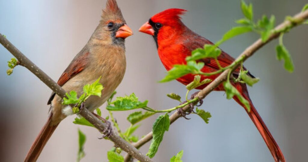 Death Red Cardinal Meaning