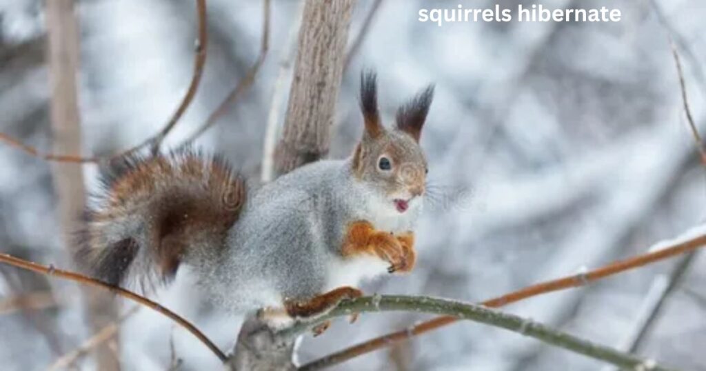Do Squirrels Hibernate In The Winter