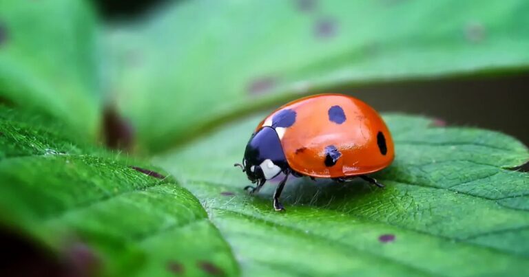 Does a Ladybug Have Special Meaning