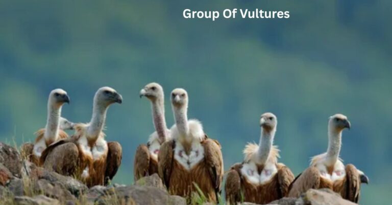 Group Of Vultures