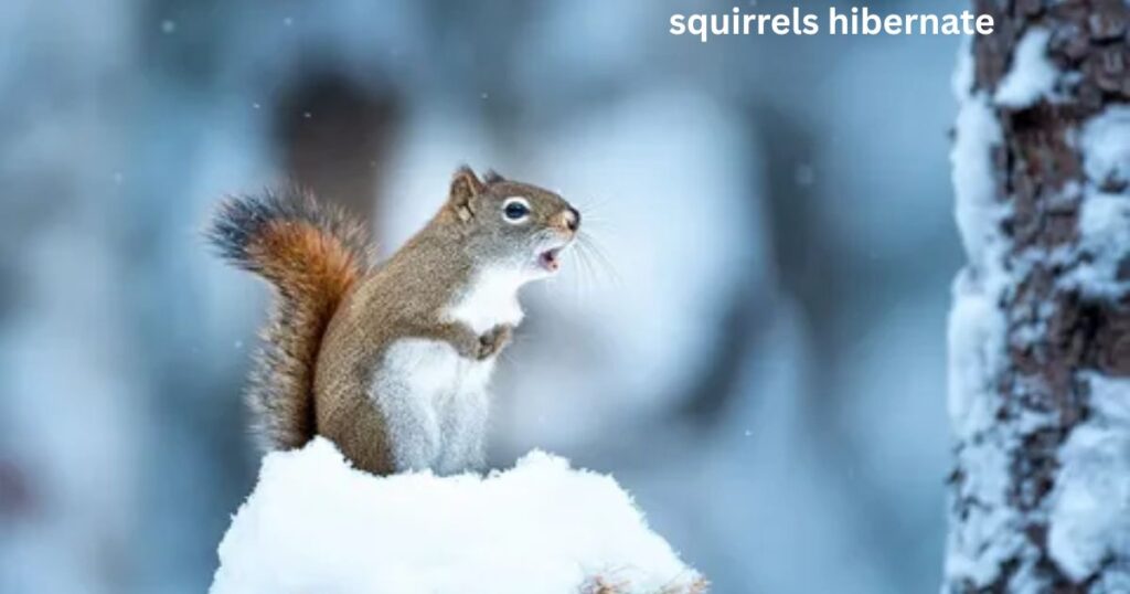 How Long Do Squirrels Hibernate