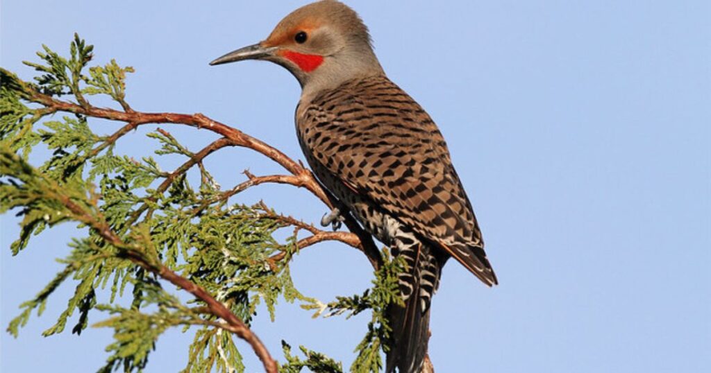 what does a female northern flicker look like