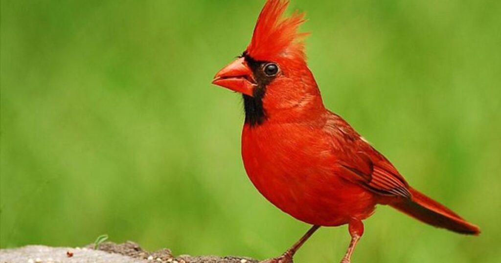 Seeing a Red Cardinal Meaning