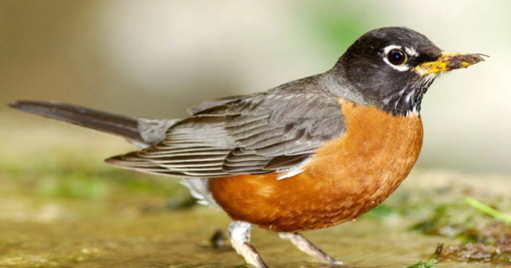 American Robins