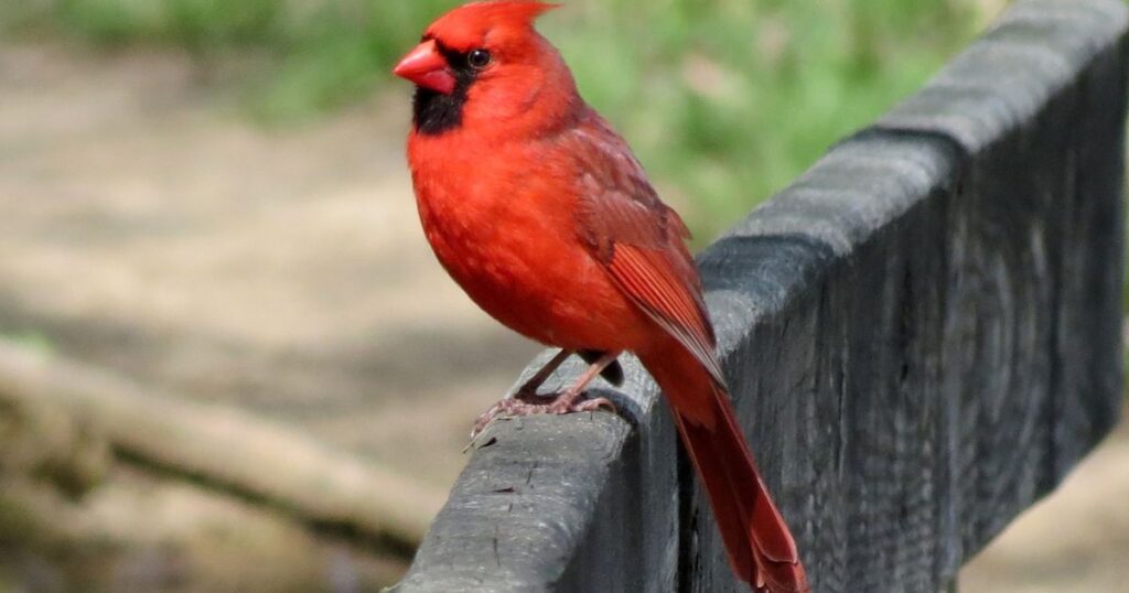 Cardinal Signs