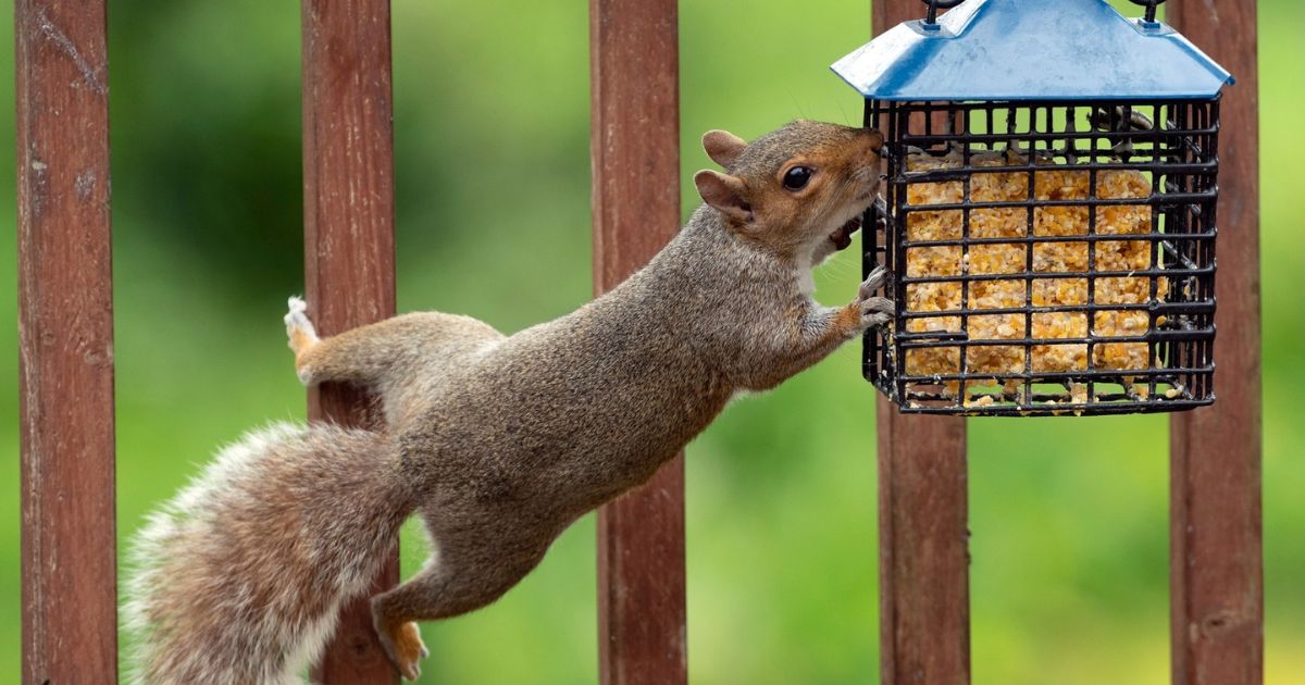 Squirrel Proof Bird Feeder