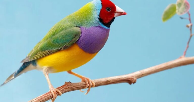 Top 10 coolest birds in the world