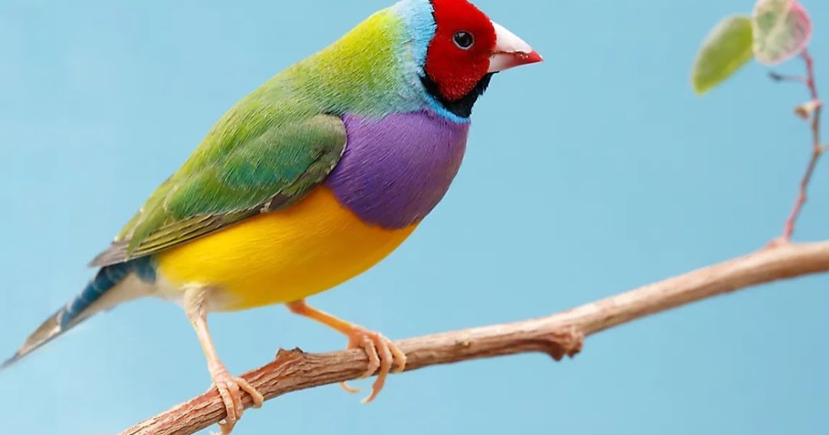 Top 10 coolest birds in the world