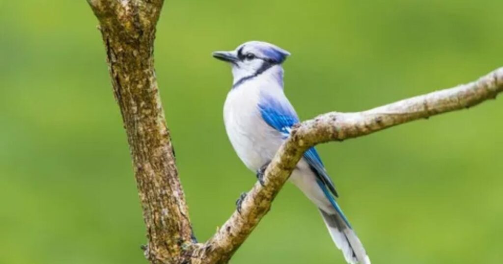 Can wild birds eat popcorn