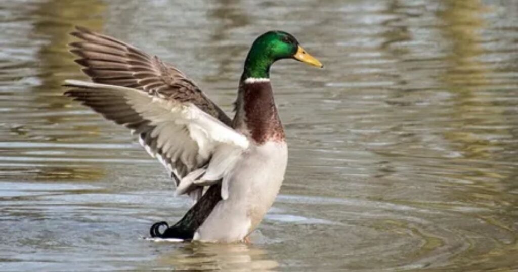 Do Ducks Eat Popcorn Kernels