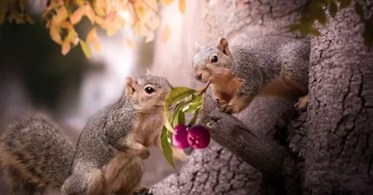 What Do Squirrels Eat