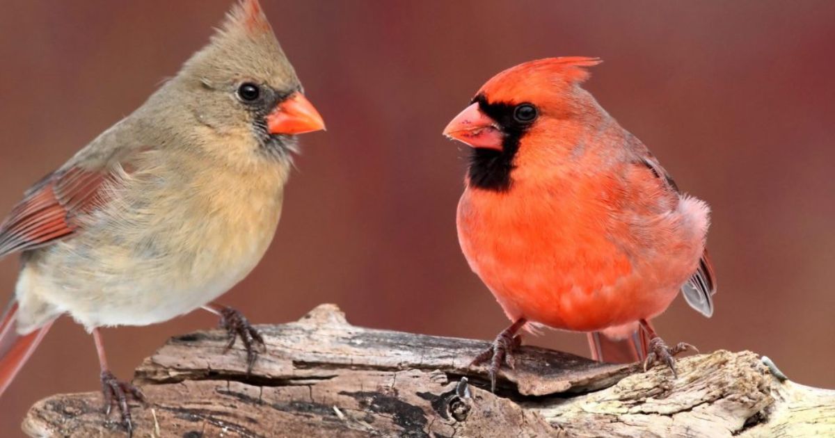 What Does Seeing a Cardinal Mean