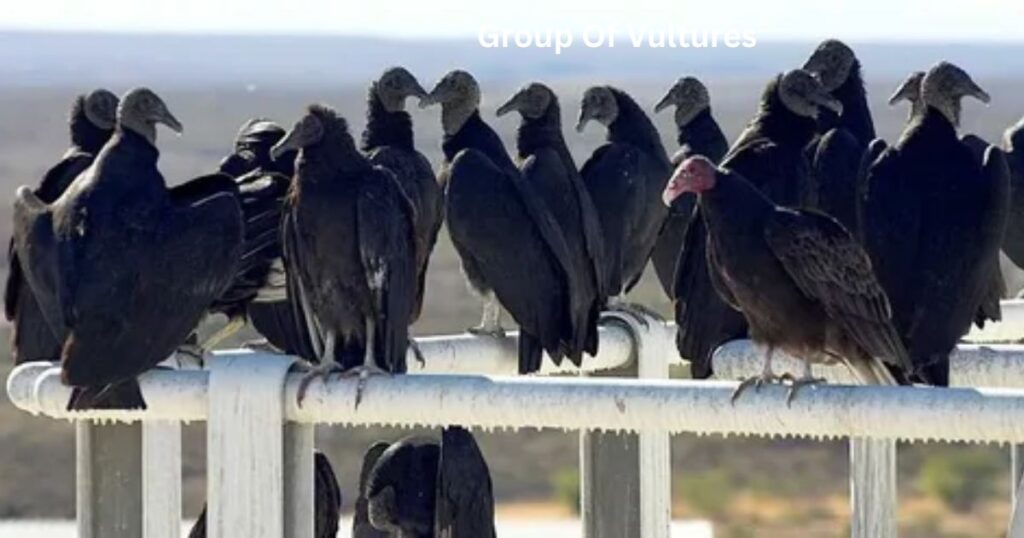 What do you call a group of vultures eating