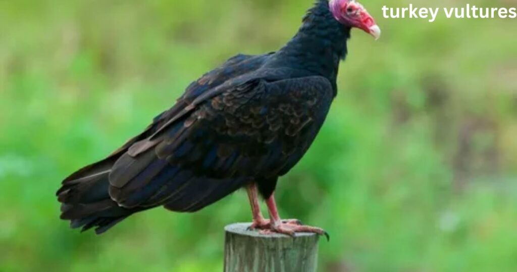 group of turkey vultures