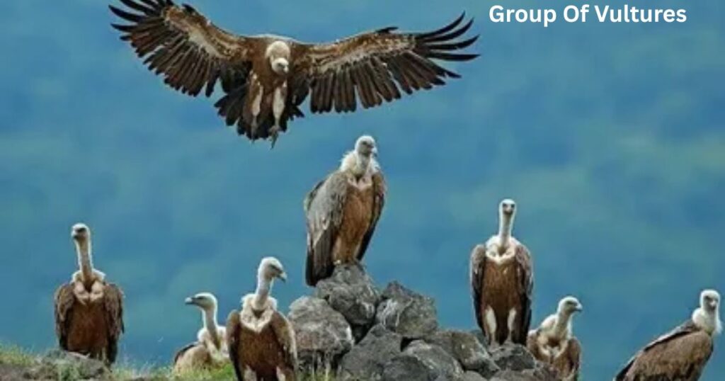 When do vultures flock together