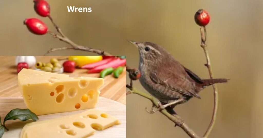 Which Birds Will Eat Cheese