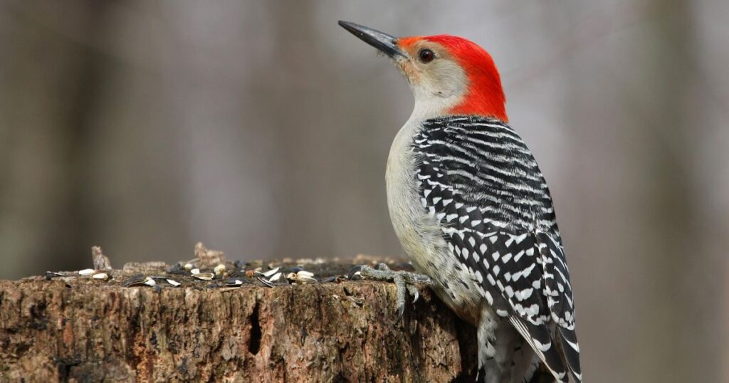 Woodpeckers