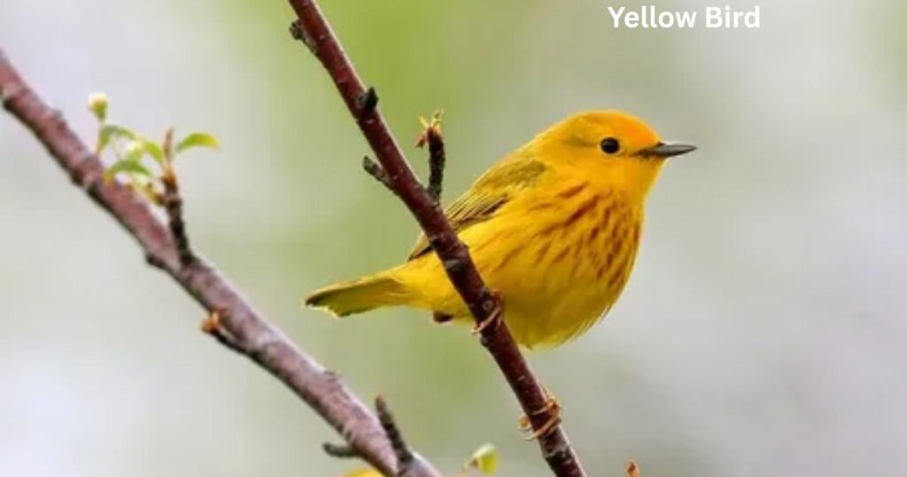 Symbolism of Yellow Bird