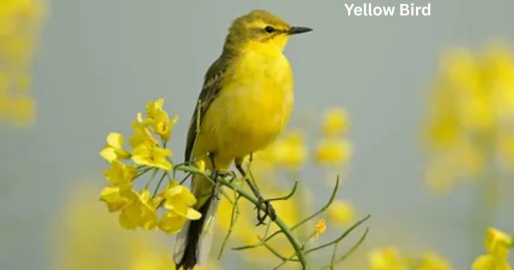 Yellow Bird in Buddhism