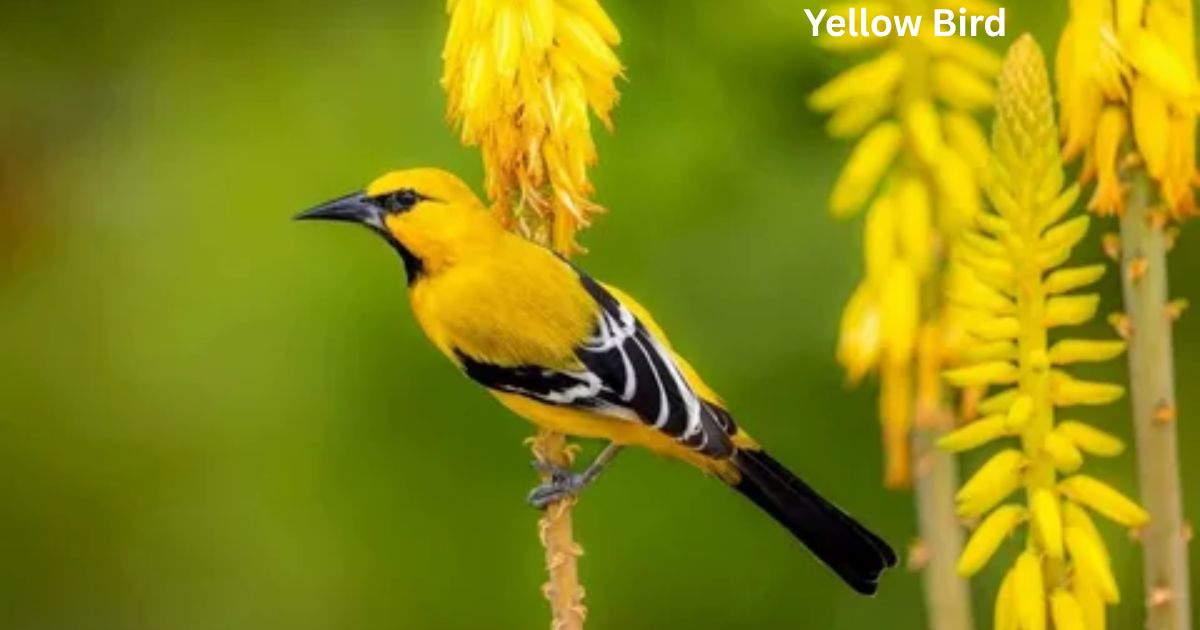 Yellow Bird