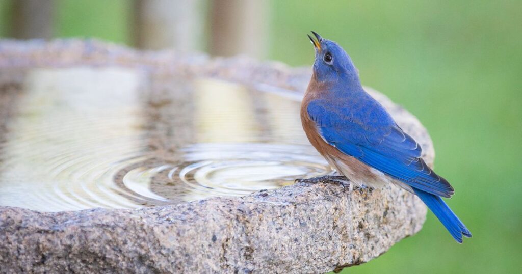 Are bird baths good for garden