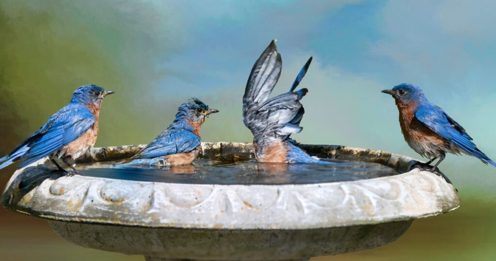 what is a bird bath