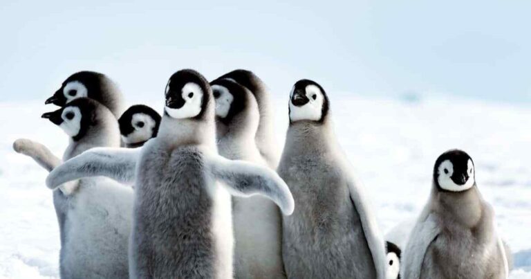 are birds mammals