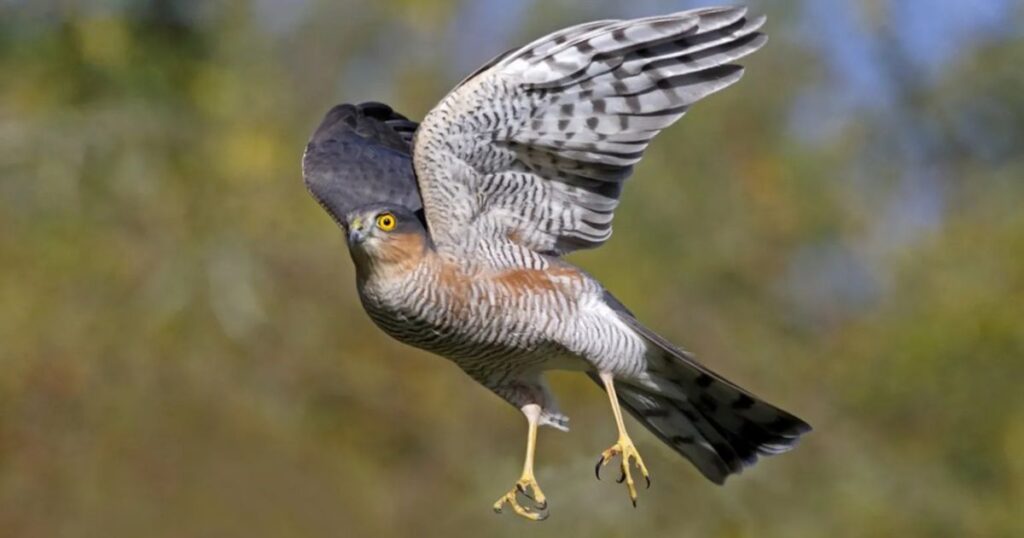 what are birds mammals or reptiles