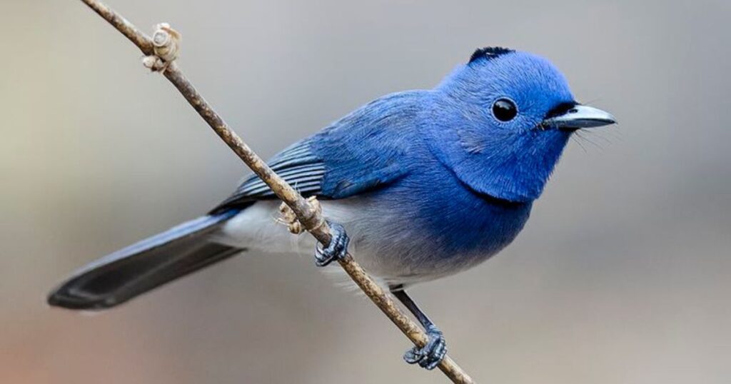 What are avians?