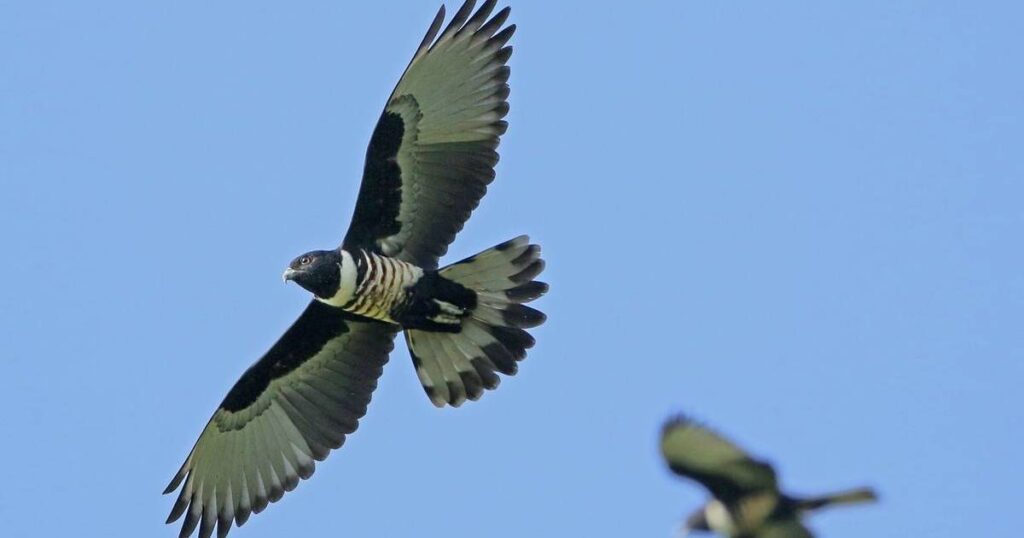 Are birds mammals?