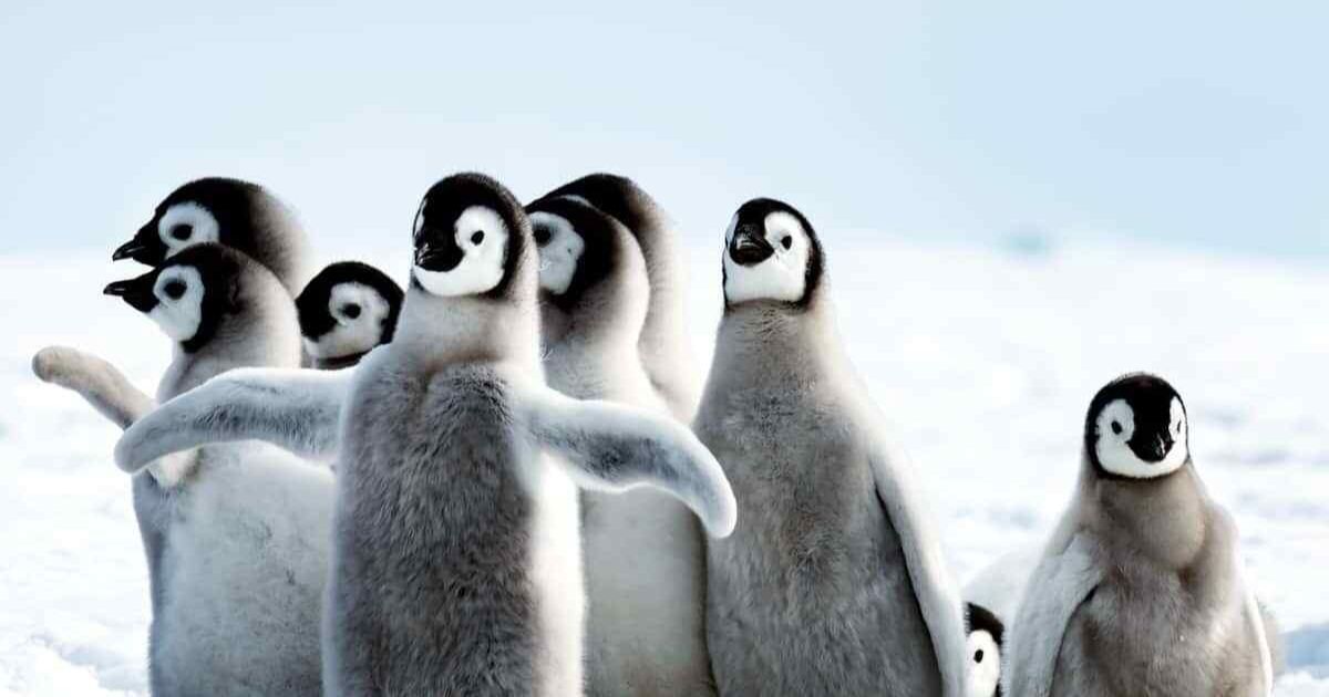 are birds mammals