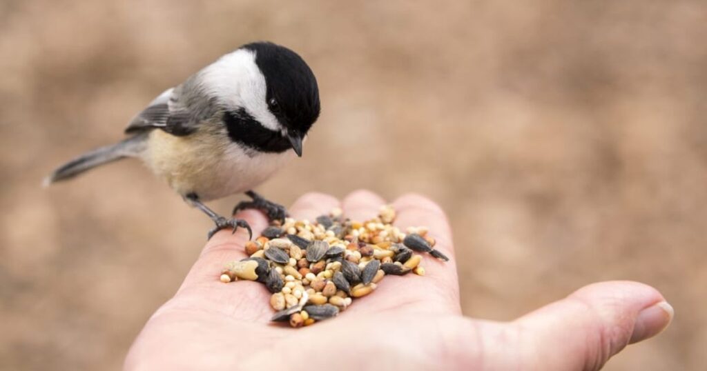 what can you feed birds