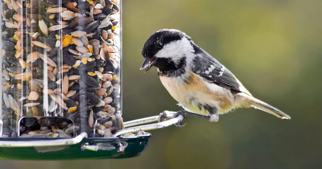 what can i feed birds