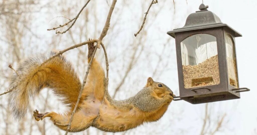 how to squirrel proof bird feeder