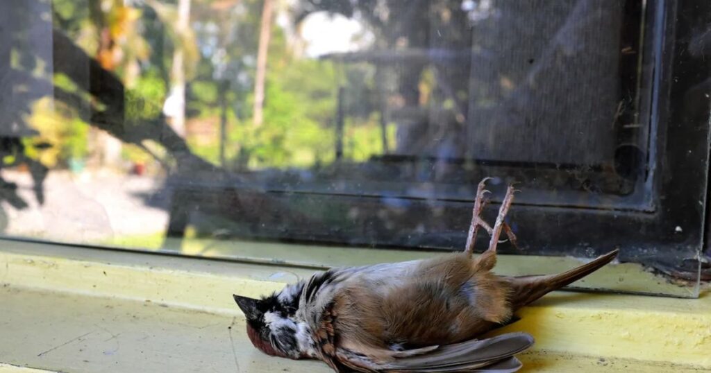 bird window collision
