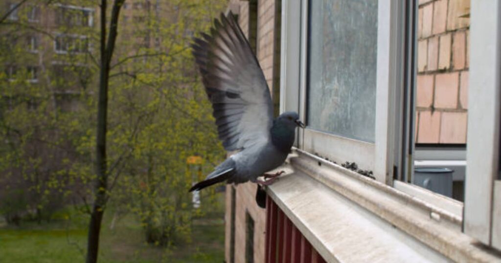 birds flying into windows
