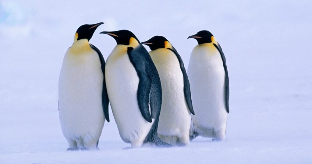 Emperor Penguin