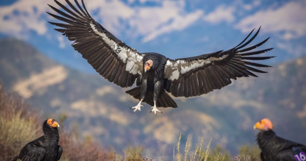 California Condor
