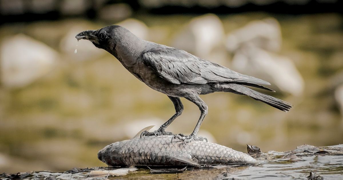 do crows eat other birds