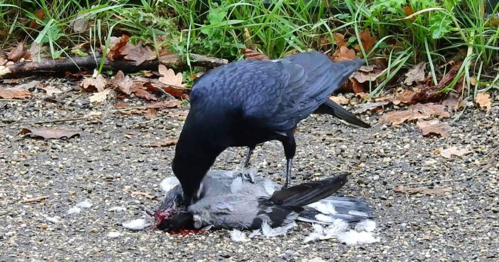 who do crows eat