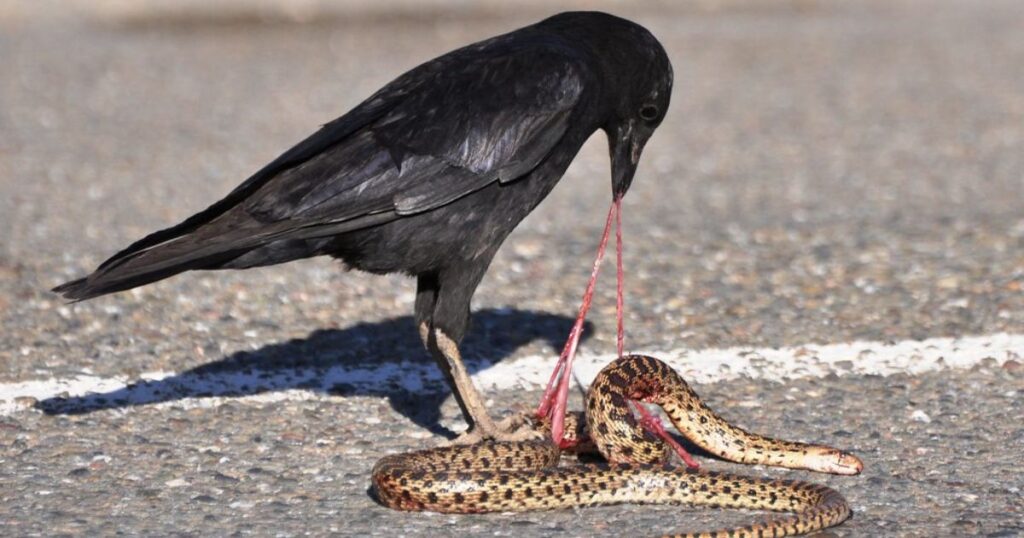 do crows eat other birds