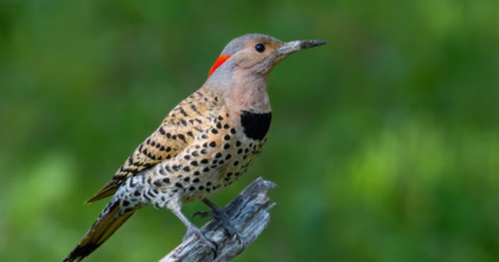 northern flicker bird
