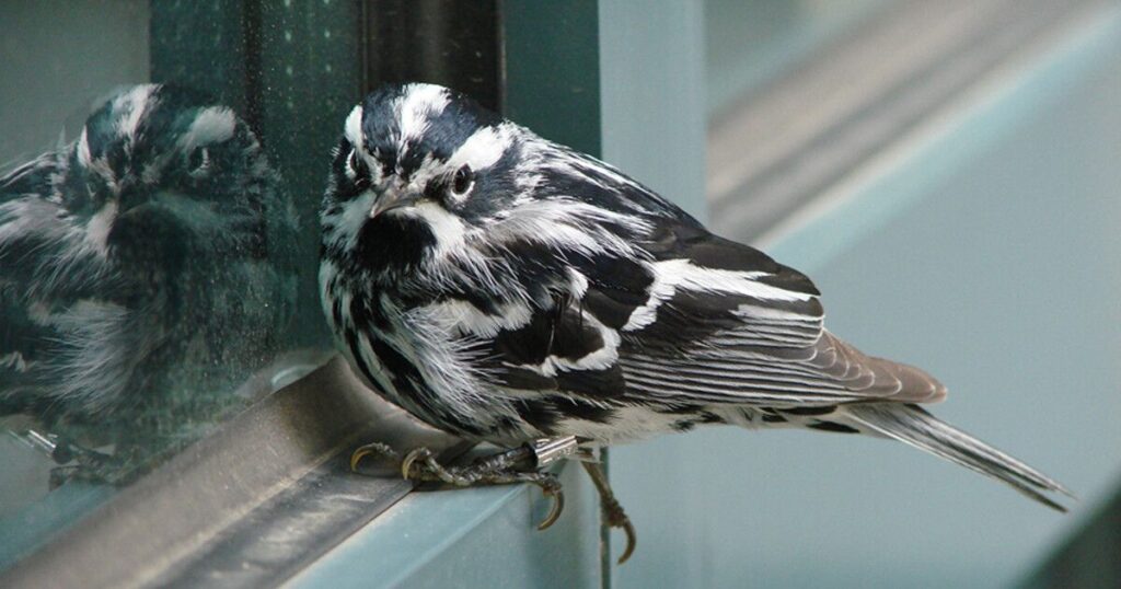 how to avoid bird-window collisions