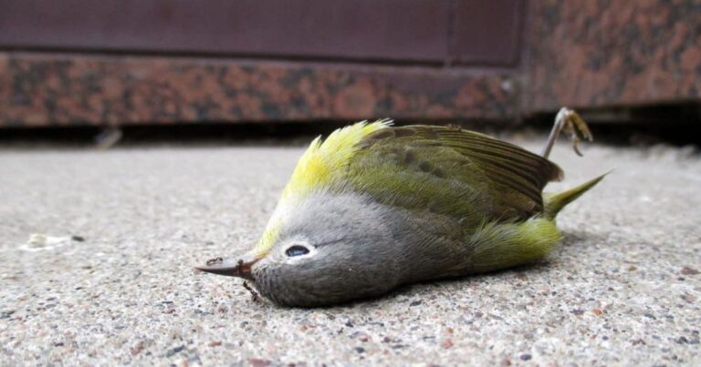 how to help window collision birds