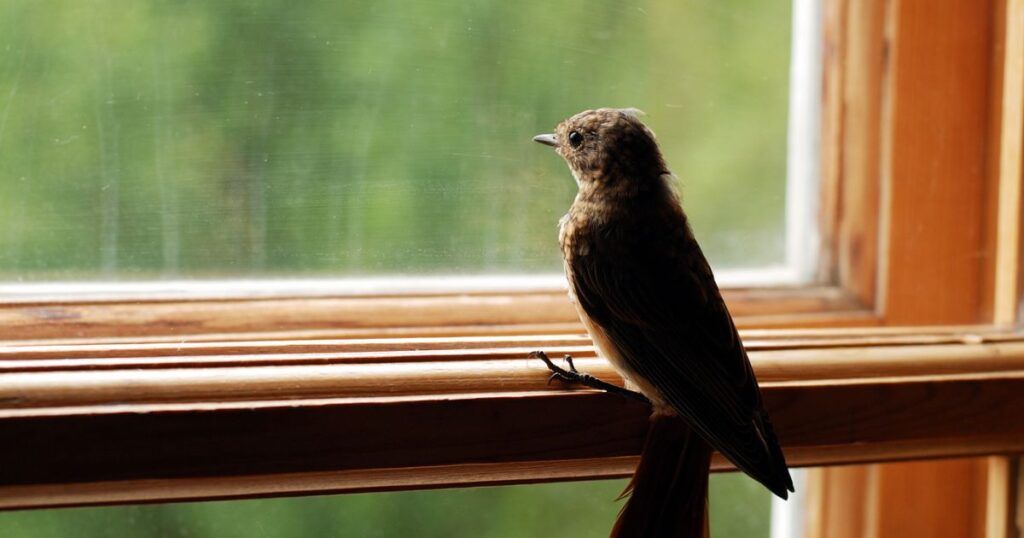 how to keep birds from flying into windows